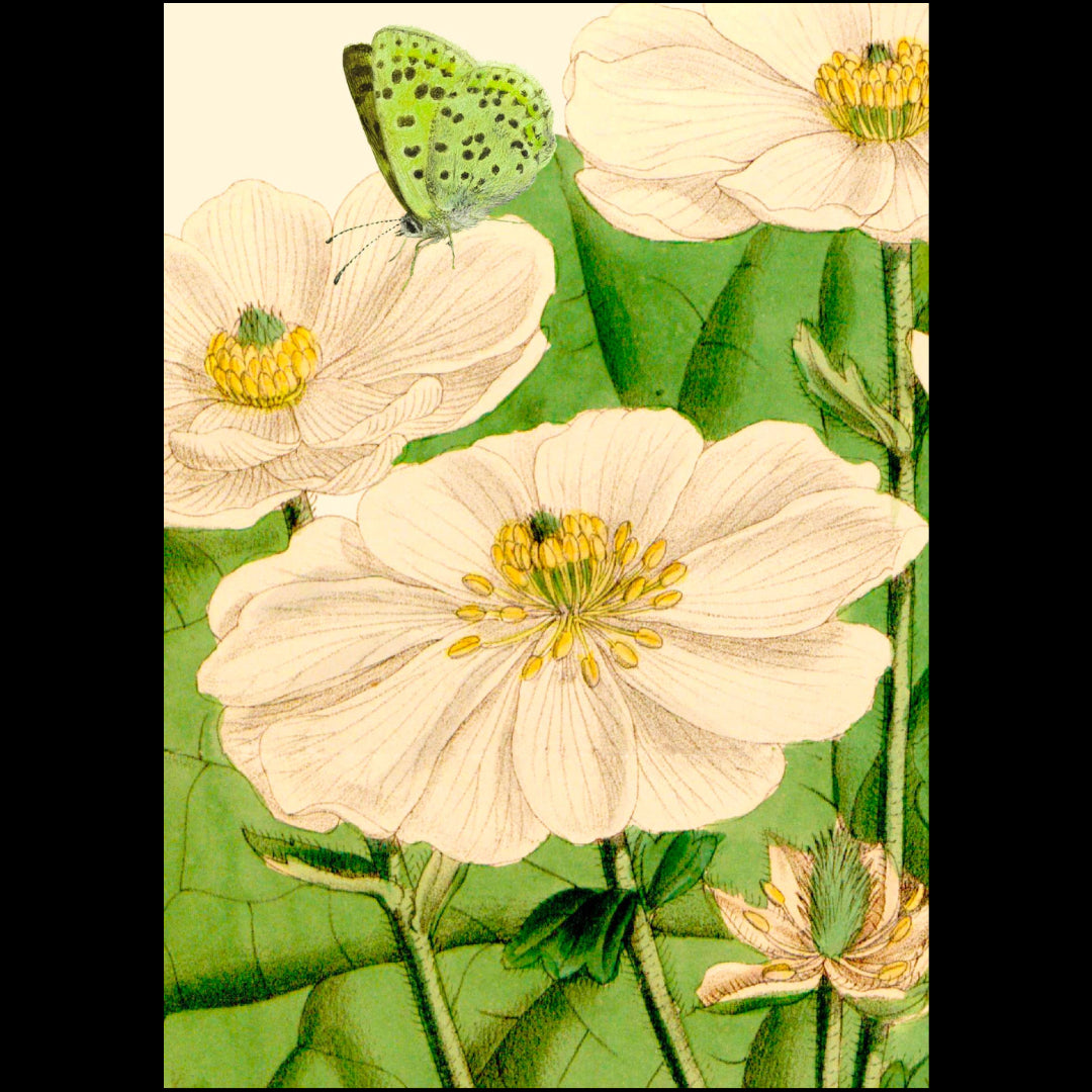 Illustration of flowers with a butterfly on a green background