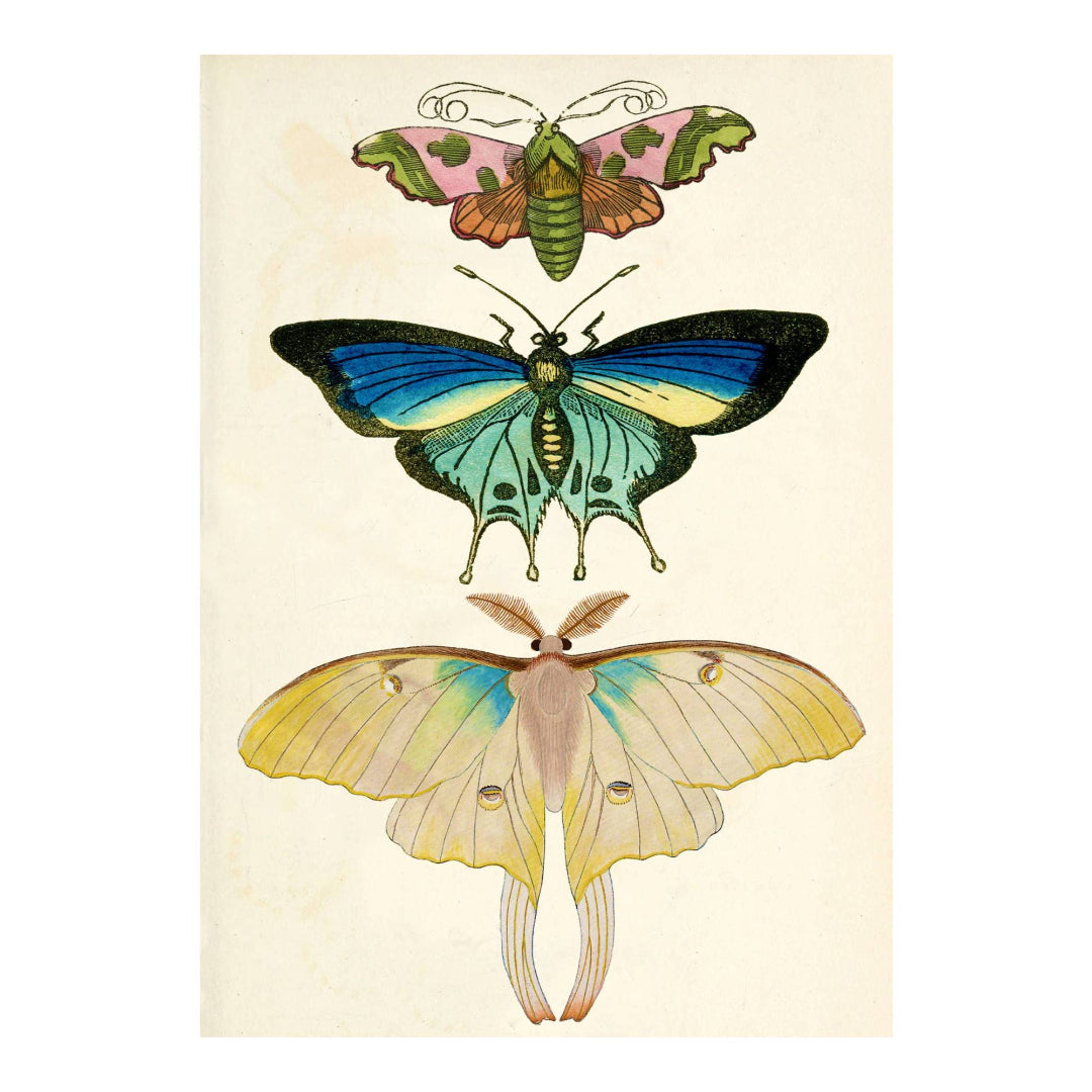 Butterfly Trio Whimsical Greeting Card