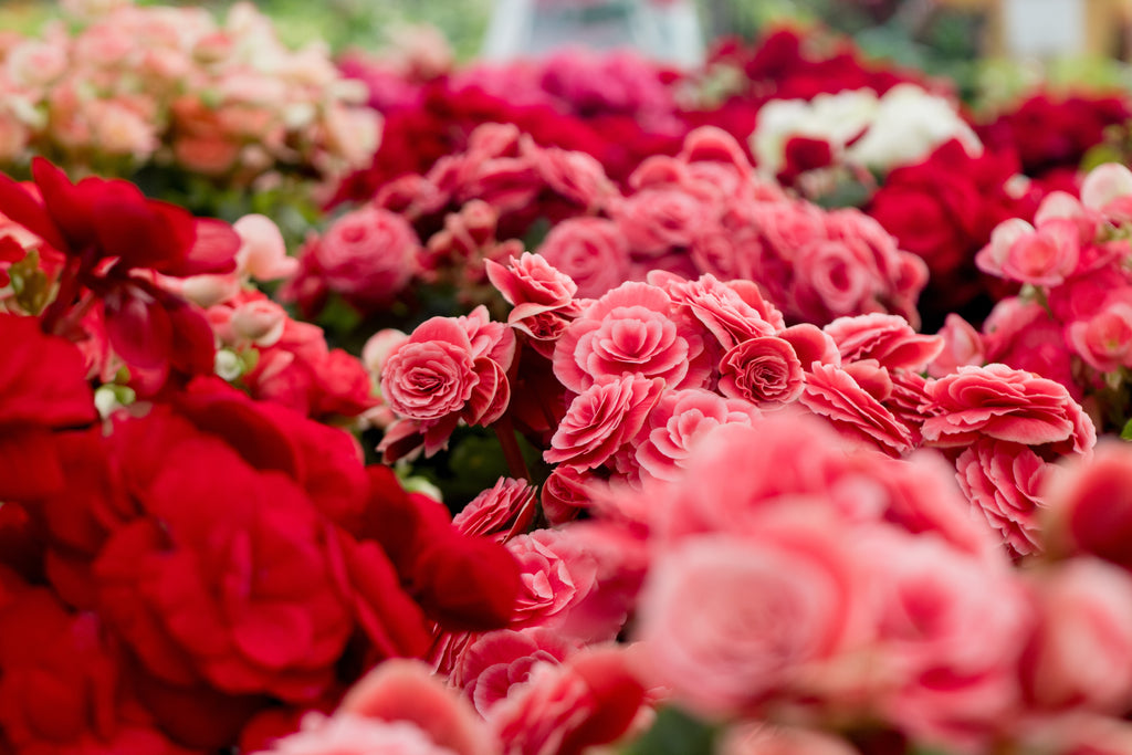 Benefits of Your Favourite Florals: Lavender, Rose, Jasmine & Rosemary
