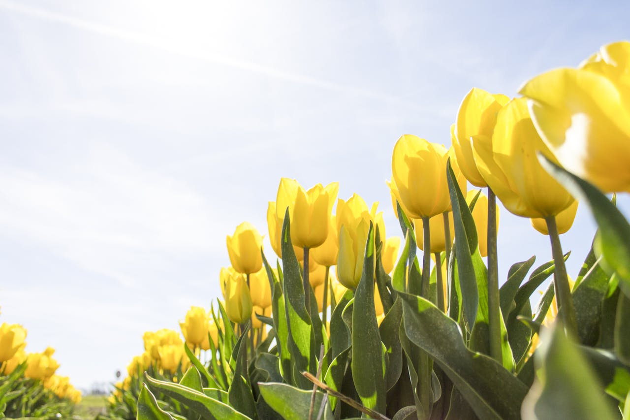 New picks for spring - Pexel image
