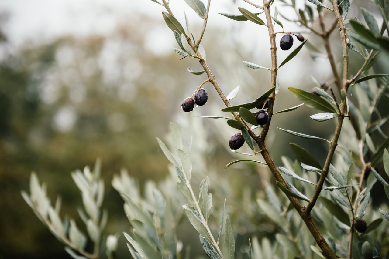 Benefits of Olive Oil - Pexel Image
