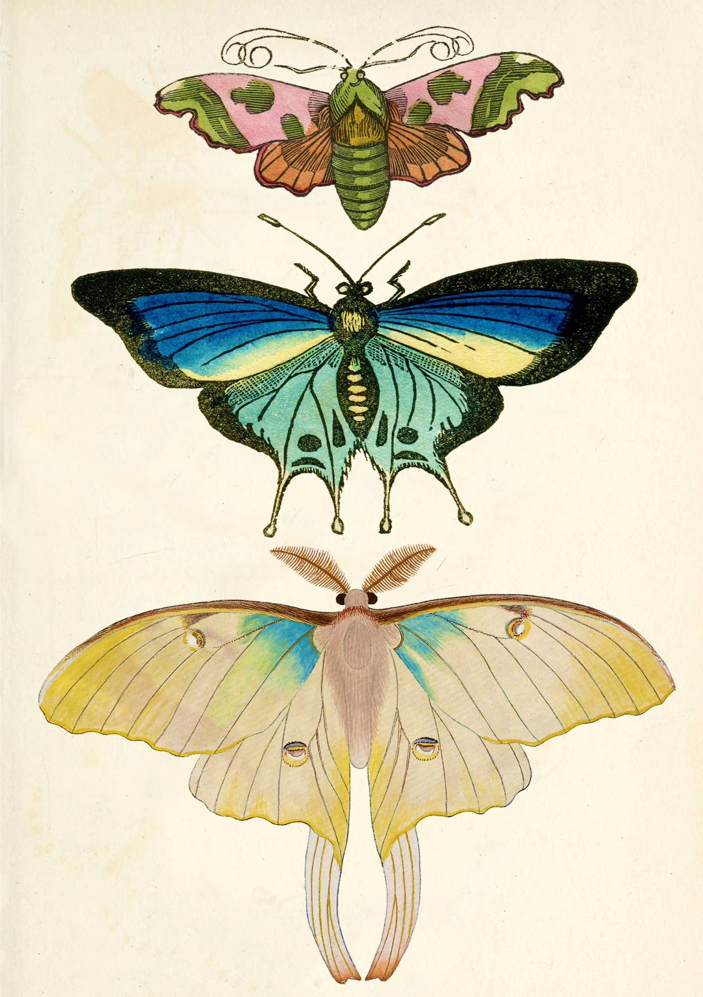 Butterfly Trio Whimsical Greeting Card