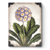 Sid Dickens - T460 First Bloom - Belle De Provence