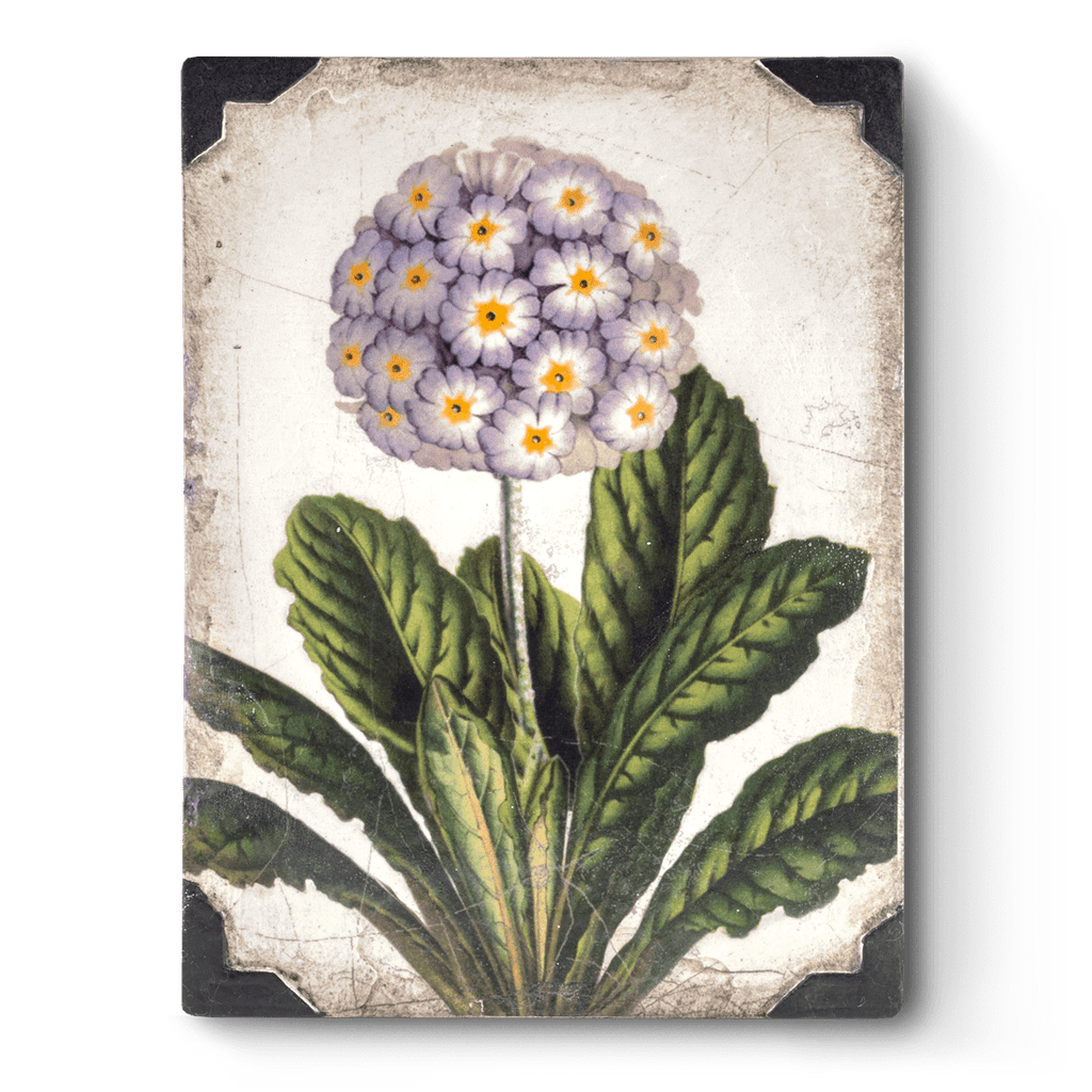 Sid Dickens - T460 First Bloom - Belle De Provence